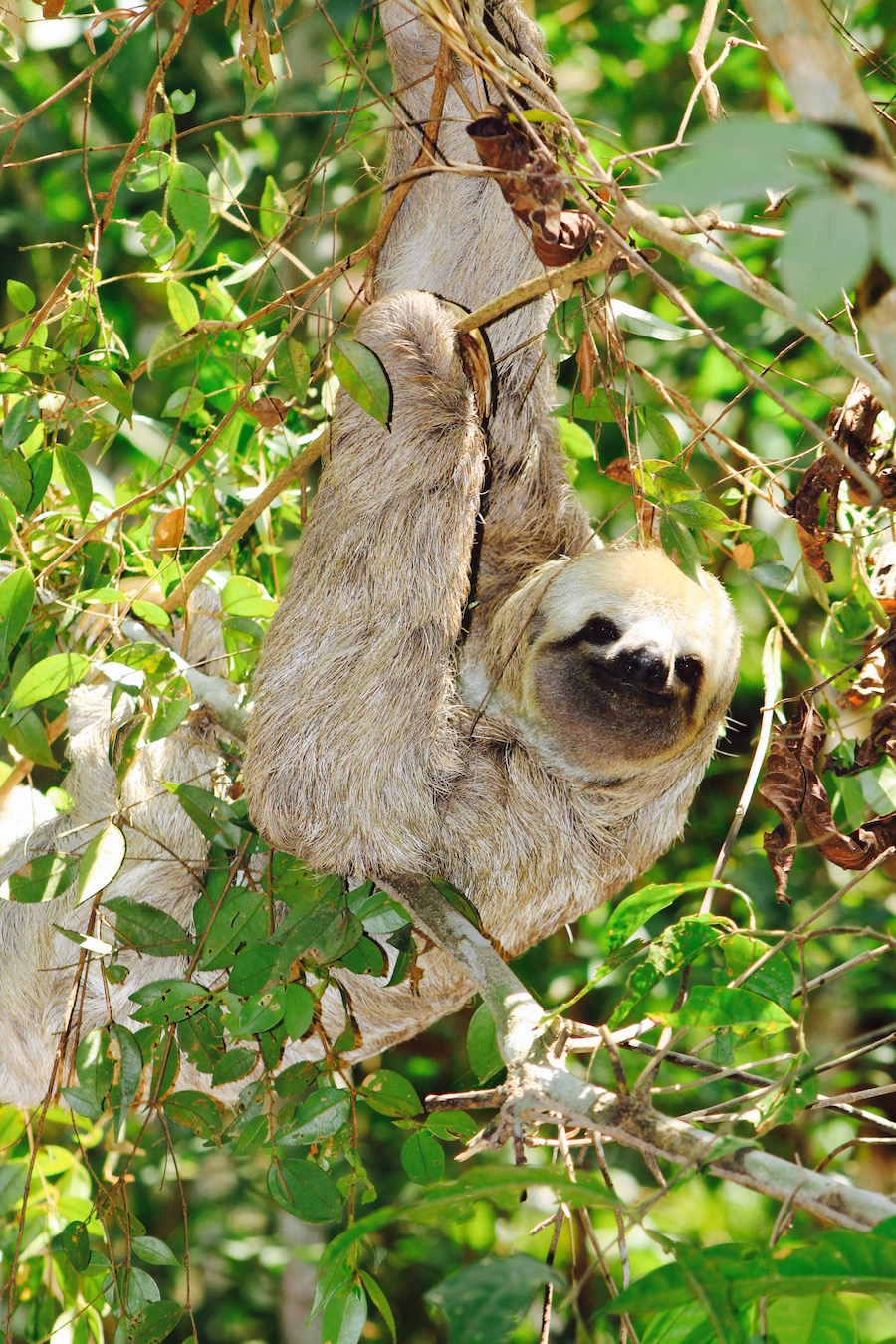 Para chegar lá há voos diários a partir de Belém ou Manaus até Santarém e depois é preciso fazer um trecho de carro, em 30 minutos. 