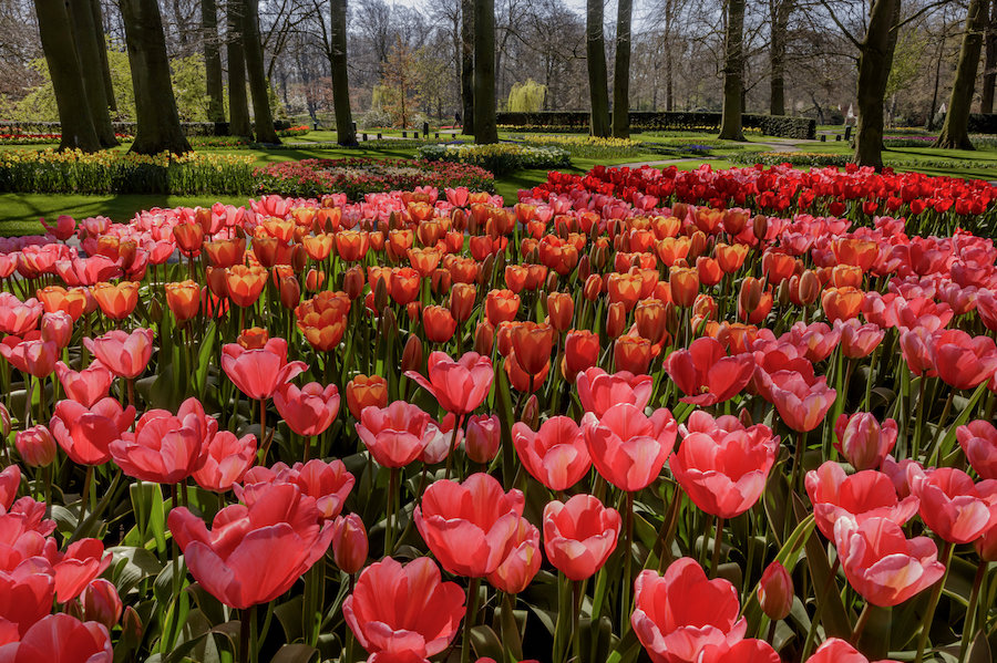 #DicasDeViagem: KEUKENHOF PARA COLORIR A ALMA Camila Coelho