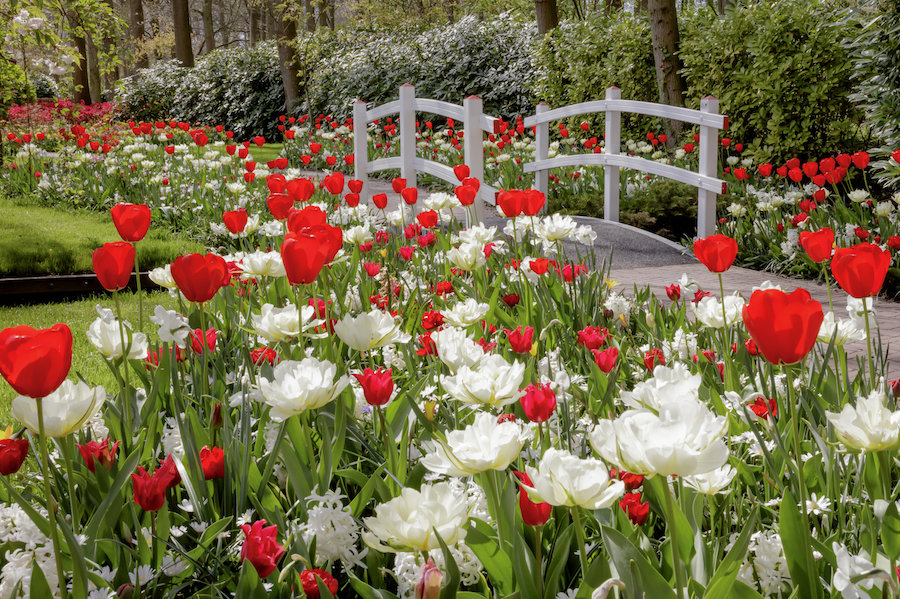 #DicasDeViagem: KEUKENHOF PARA COLORIR A ALMA Camila Coelho